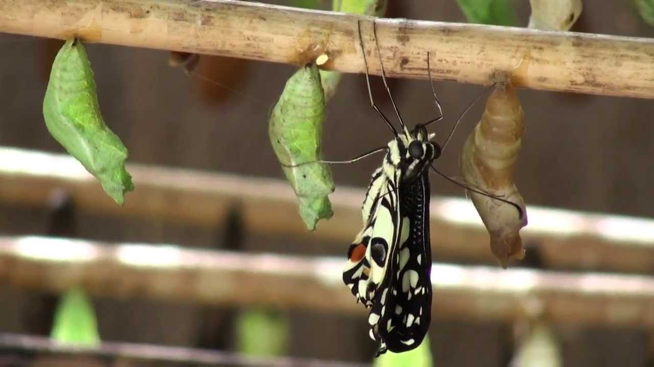 attraction-Banteay Srey Butterfly Centre - pupae cages.jpg